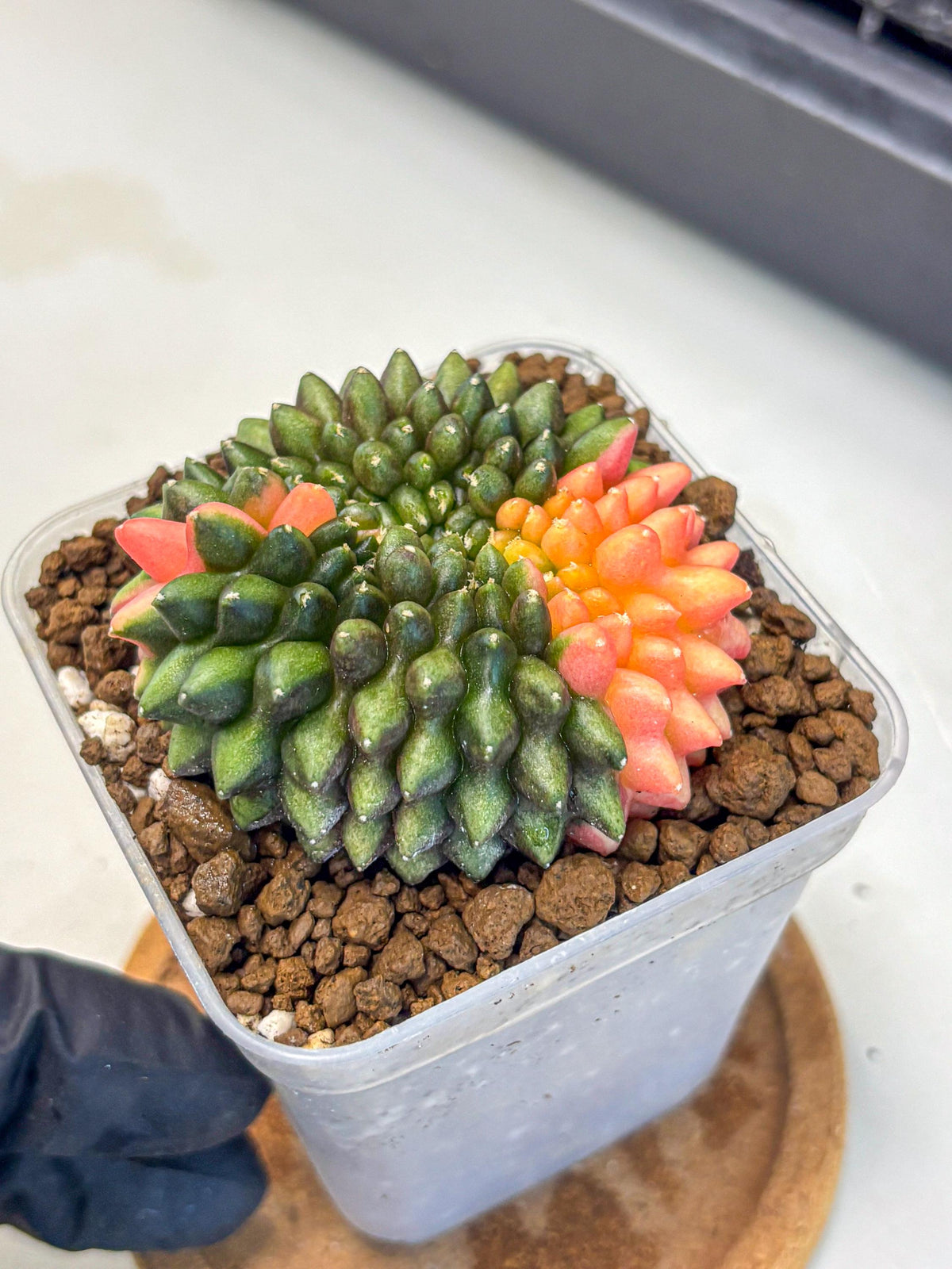Gymnocalycium Inermis Cristata (gy9) (15) | Variegated Cactus