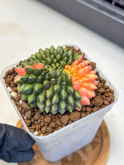Gymnocalycium Inermis Cristata (gy9) (15) | Variegated Cactus