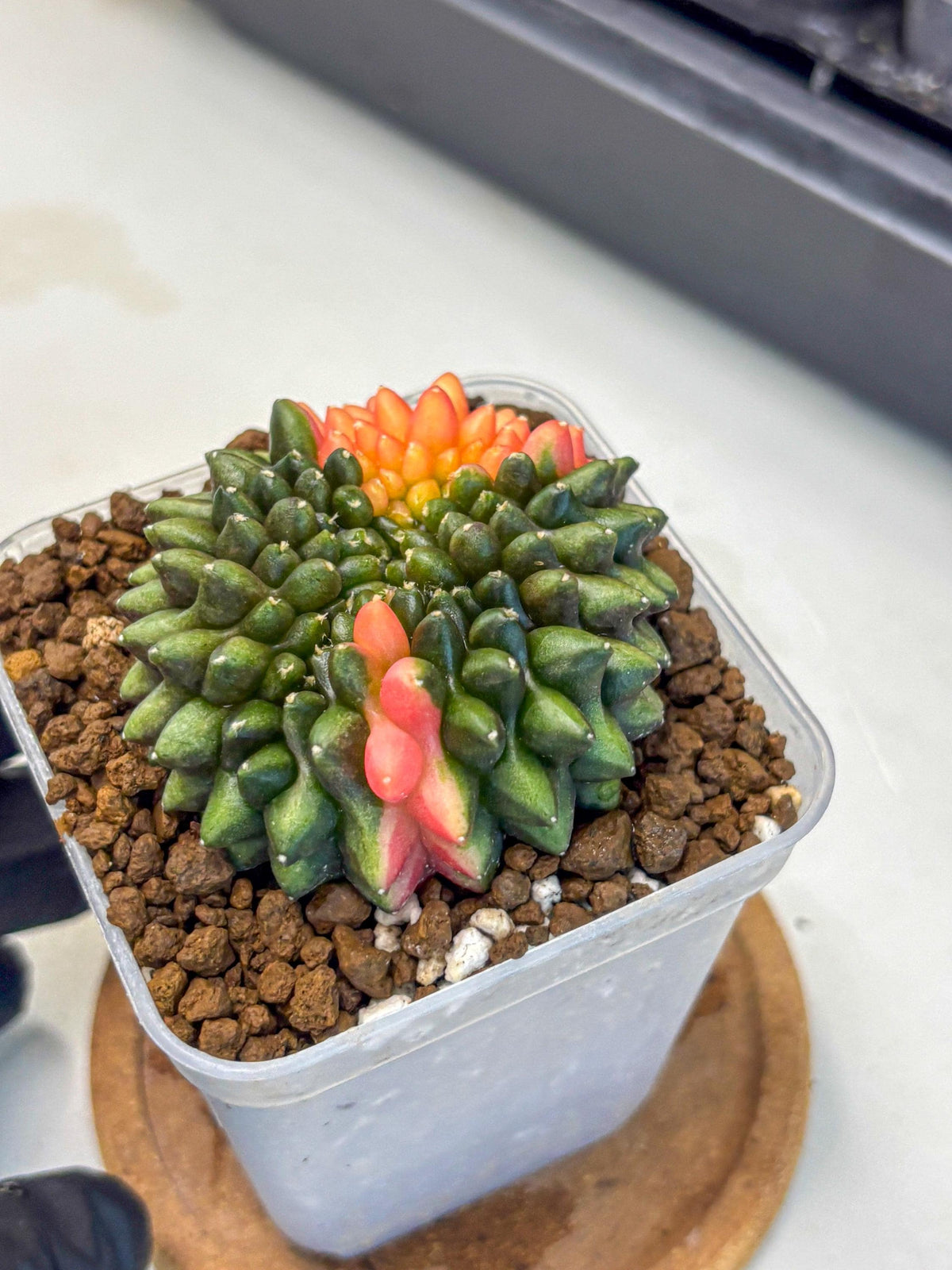 Gymnocalycium Inermis Cristata (gy9) (15) | Variegated Cactus