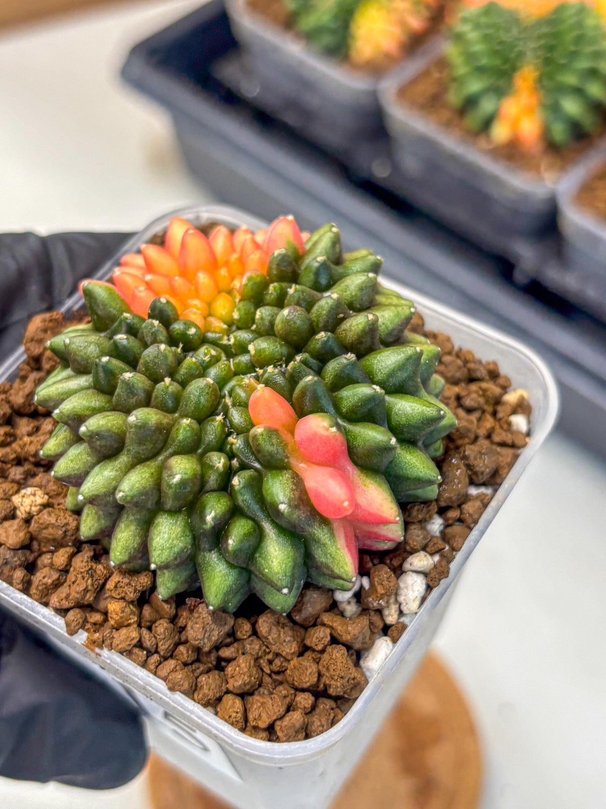 Gymnocalycium Inermis Cristata (gy9) (15) | Variegated Cactus