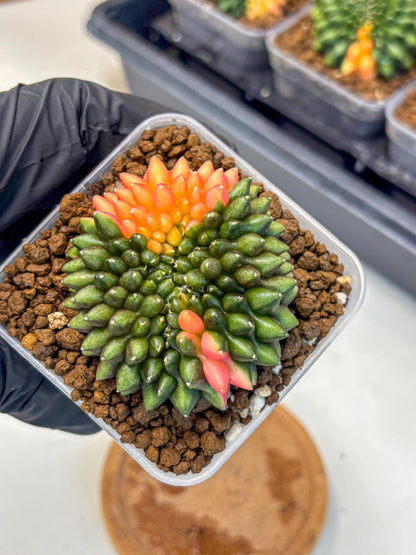 Gymnocalycium Inermis Cristata (gy9) (15) | Variegated Cactus
