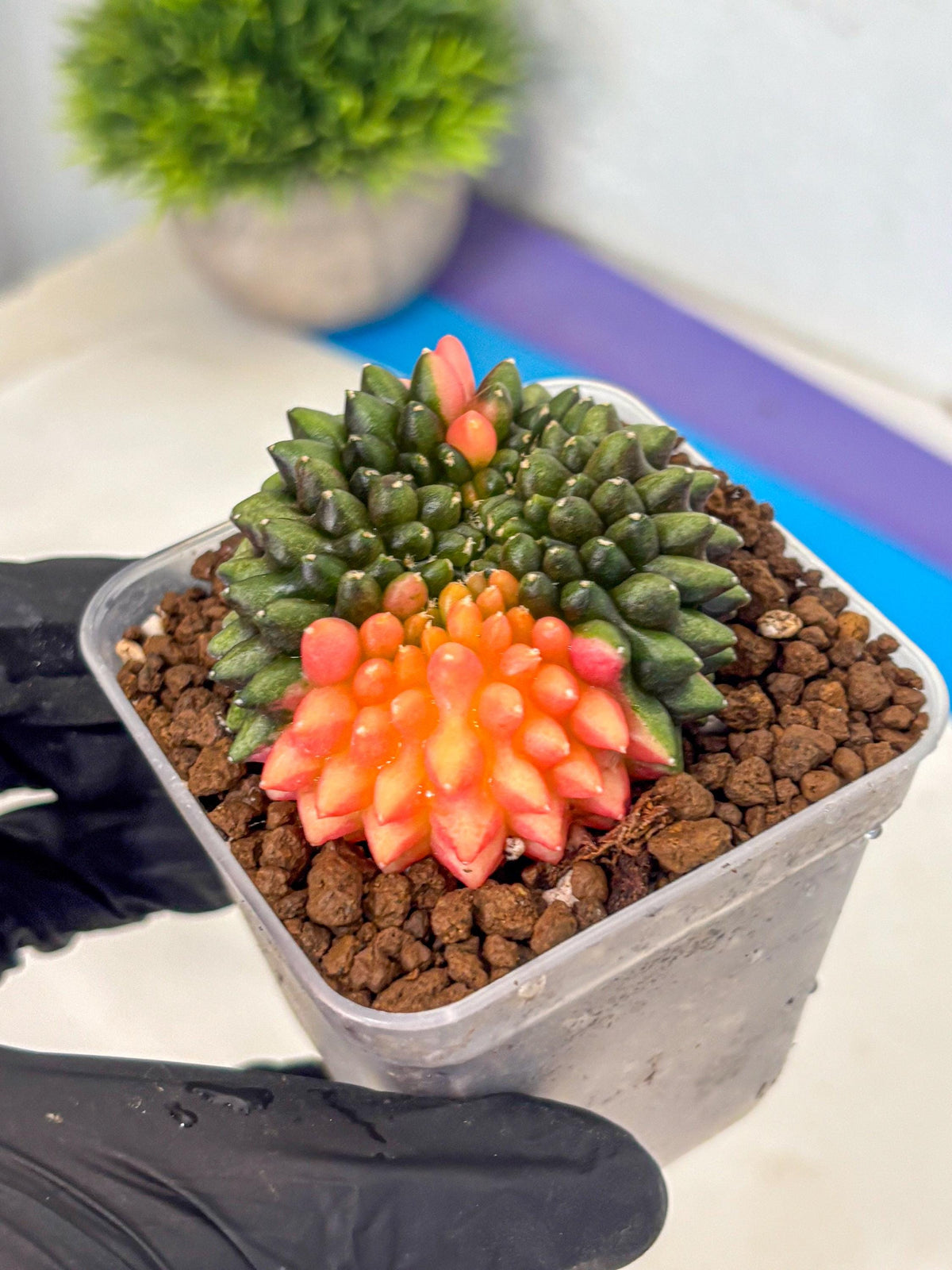 Gymnocalycium Inermis Cristata (gy9) (15) | Variegated Cactus