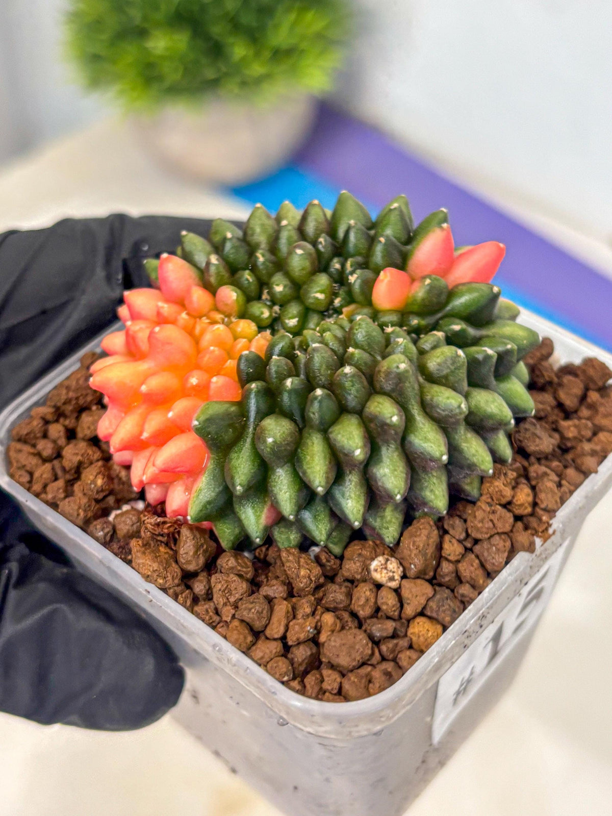 Gymnocalycium Inermis Cristata (gy9) (15) | Variegated Cactus