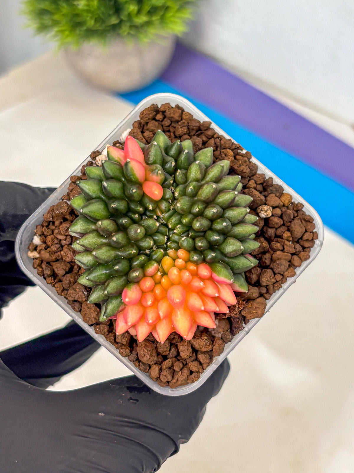 Gymnocalycium Inermis Cristata (gy9) (15) | Variegated Cactus