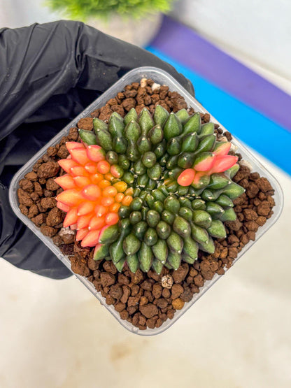 Gymnocalycium Inermis Cristata (gy9) (15) | Variegated Cactus