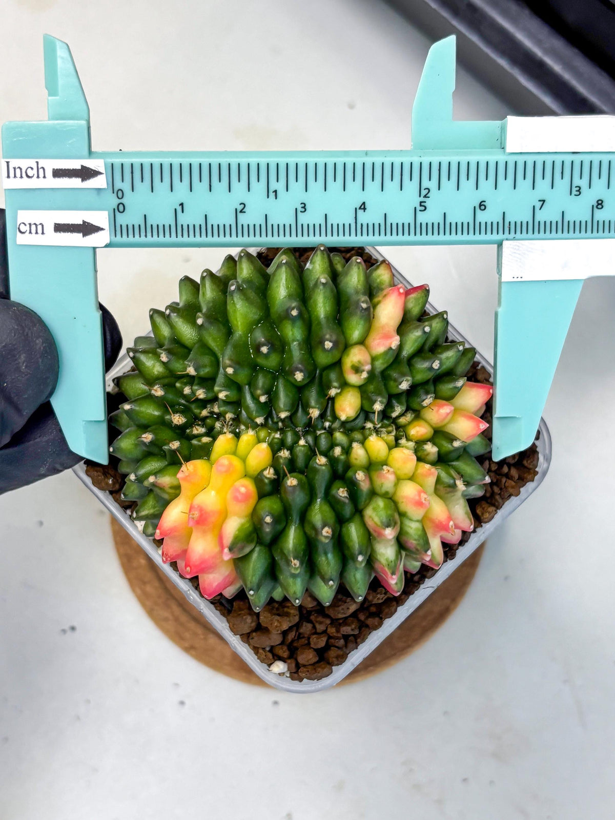 Gymnocalycium Inermis Cristata (gy9) (17) | Variegated Cactus
