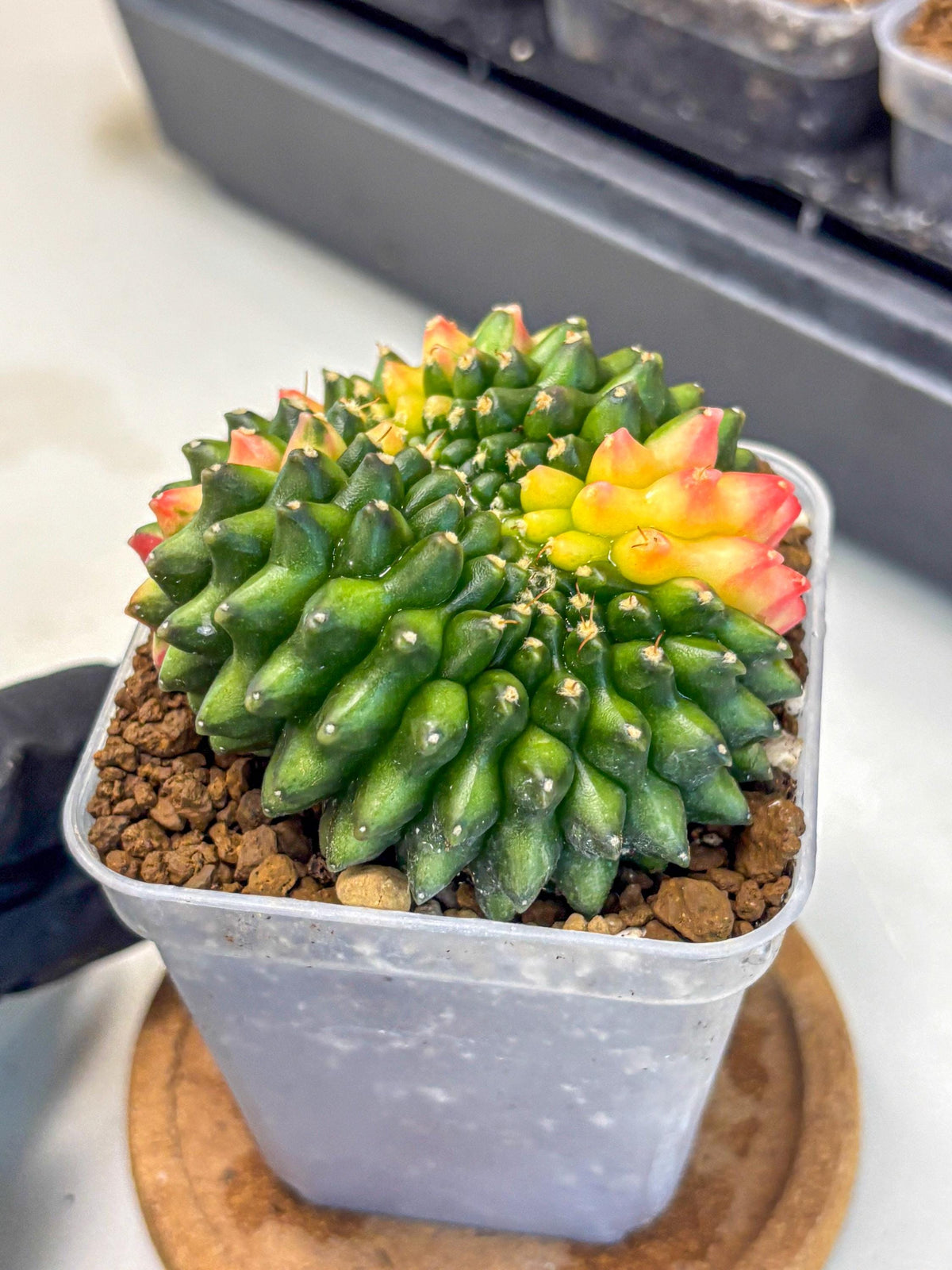Gymnocalycium Inermis Cristata (gy9) (17) | Variegated Cactus