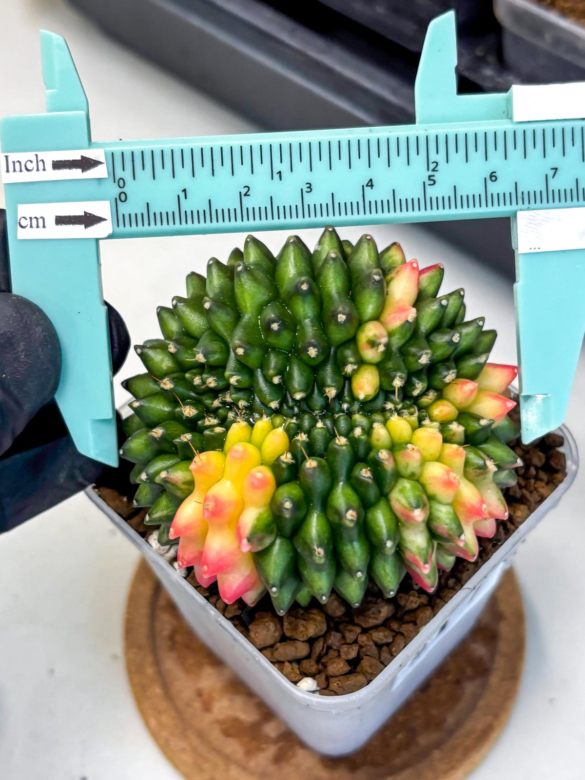 Gymnocalycium Inermis Cristata (gy9) (17) | Variegated Cactus