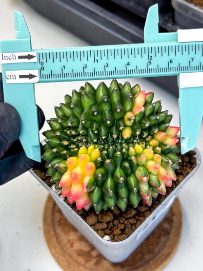 Gymnocalycium Inermis Cristata (gy9) (17) | Variegated Cactus
