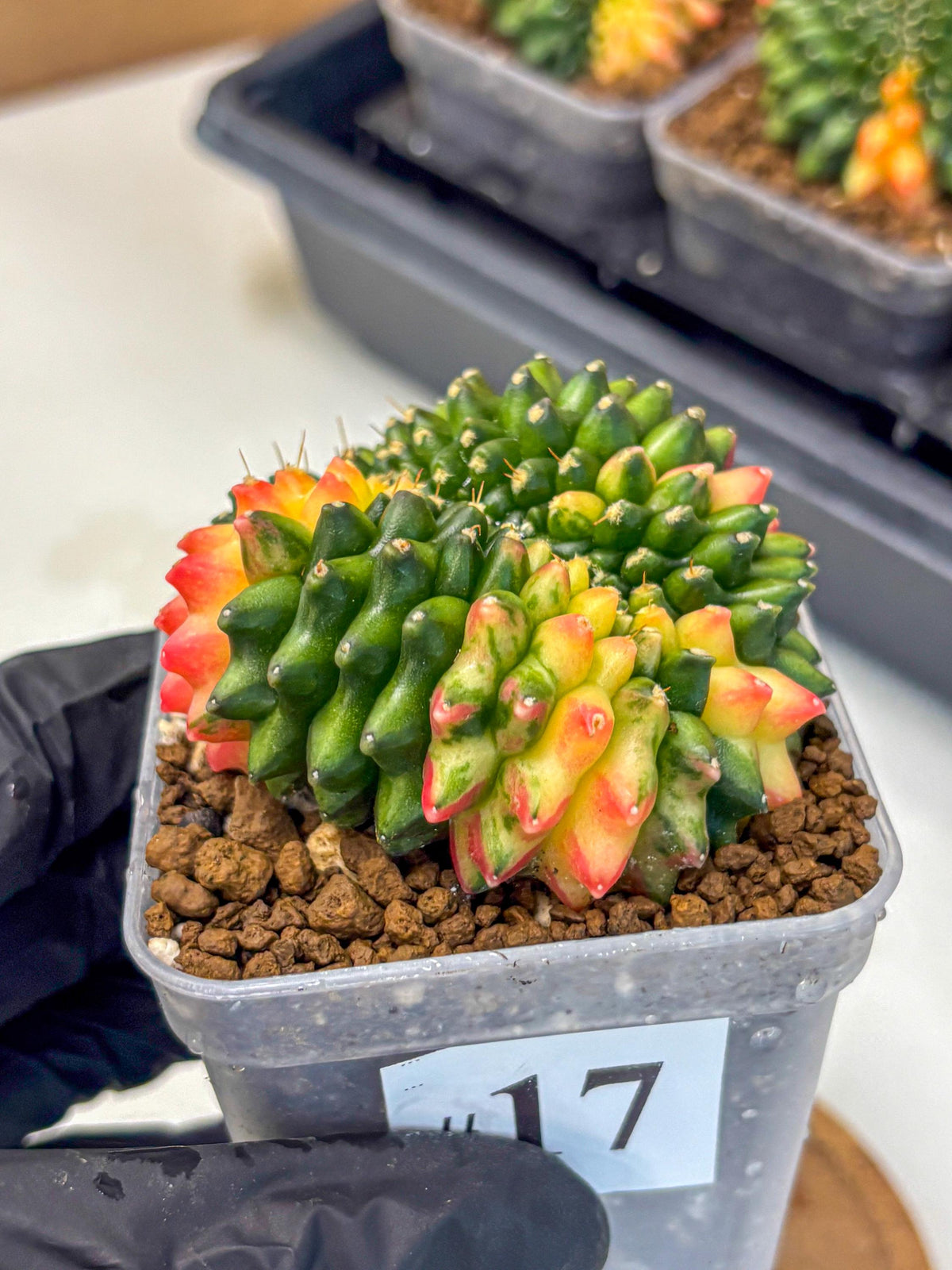 Gymnocalycium Inermis Cristata (gy9) (17) | Variegated Cactus