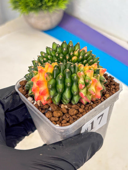 Gymnocalycium Inermis Cristata (gy9) (17) | Variegated Cactus