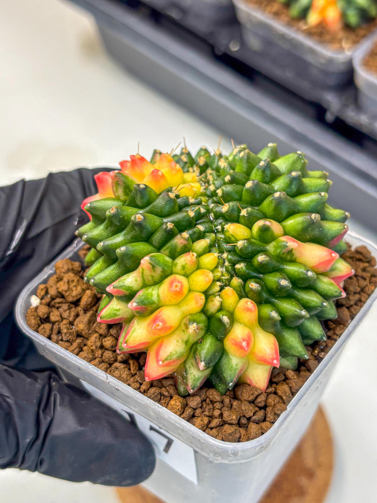 Gymnocalycium Inermis Cristata (gy9) (17) | Variegated Cactus