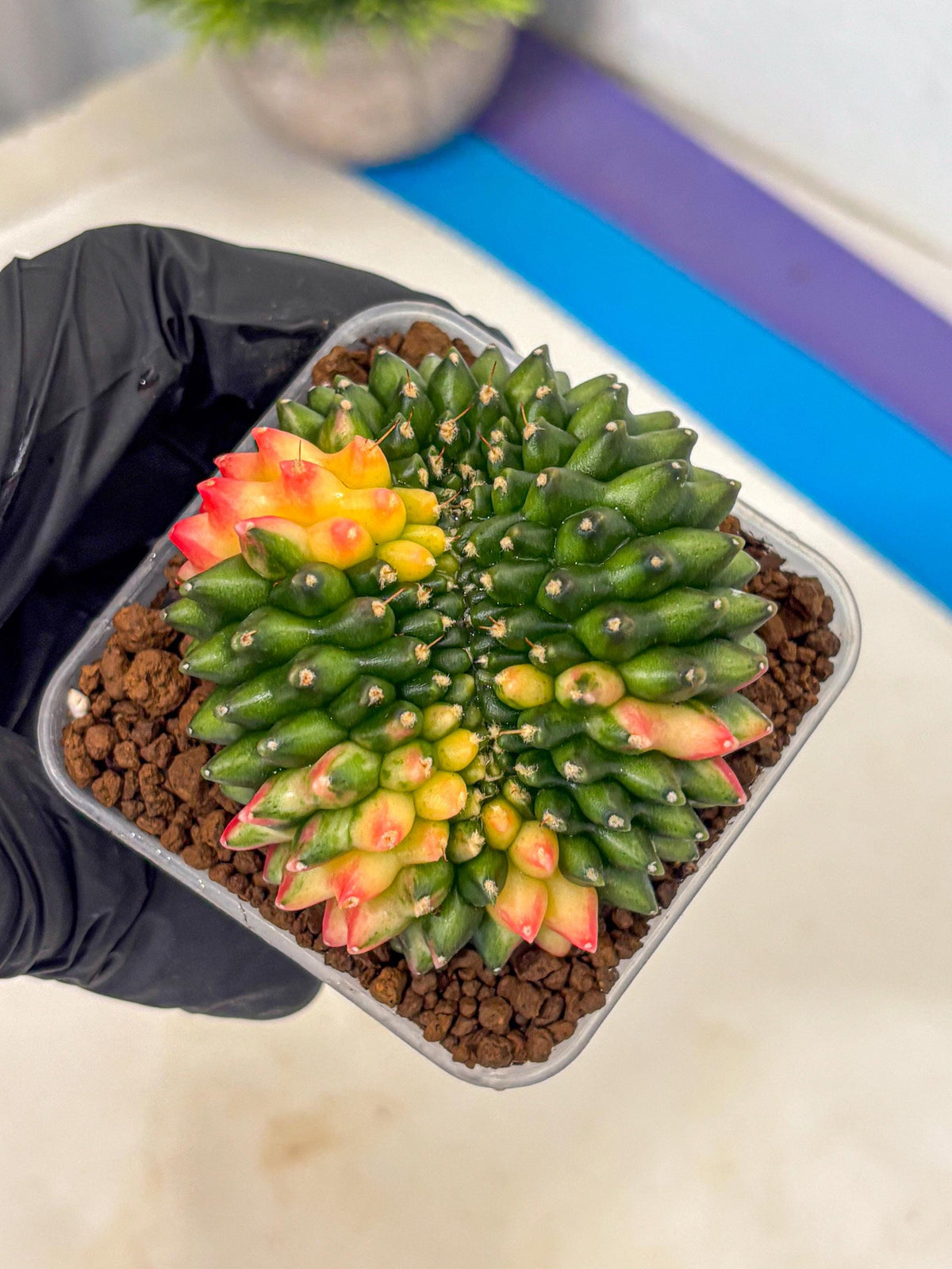 Gymnocalycium Inermis Cristata (gy9) (17) | Variegated Cactus