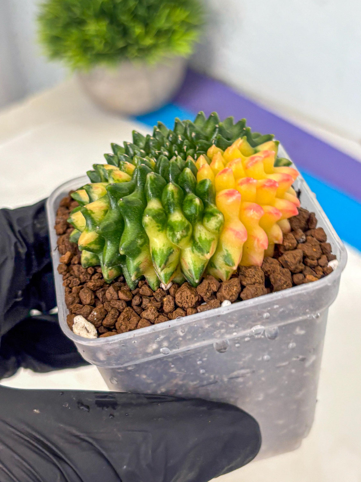 Gymnocalycium Inermis Cristata (gy9) (18) | Variegated Cactus