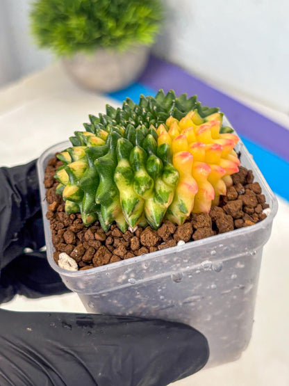 Gymnocalycium Inermis Cristata (gy9) (18) | Variegated Cactus