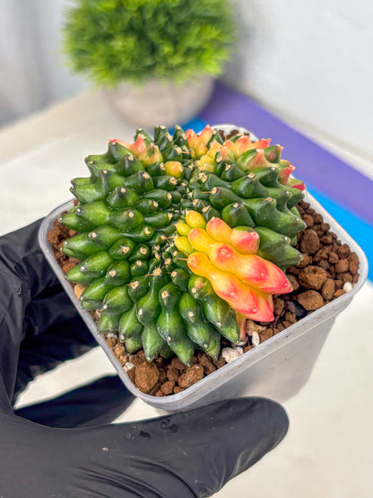 Gymnocalycium Inermis Cristata (gy9) (17) | Variegated Cactus