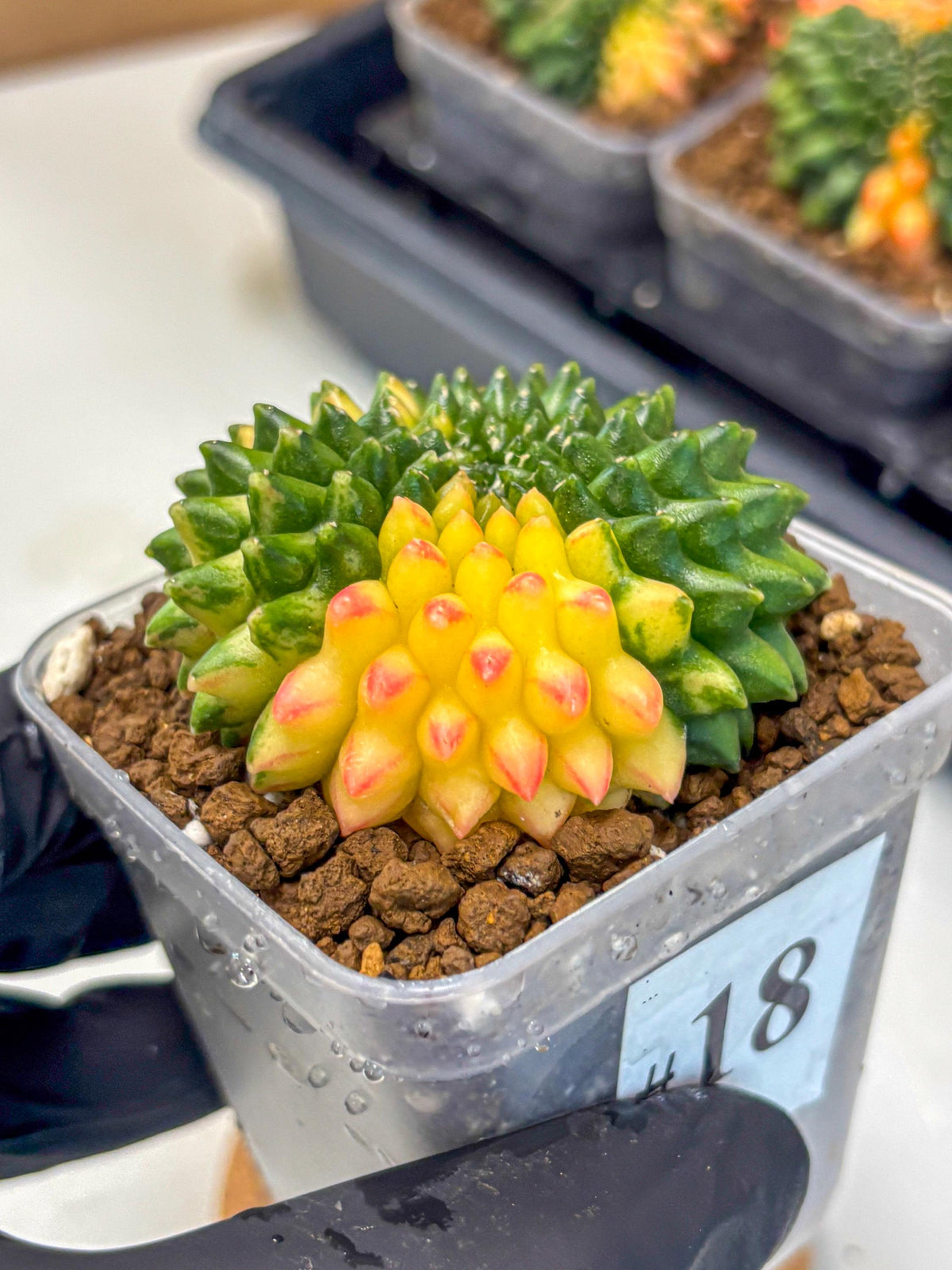 Gymnocalycium Inermis Cristata (gy9) (18) | Variegated Cactus