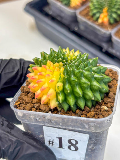 Gymnocalycium Inermis Cristata (gy9) (18) | Variegated Cactus