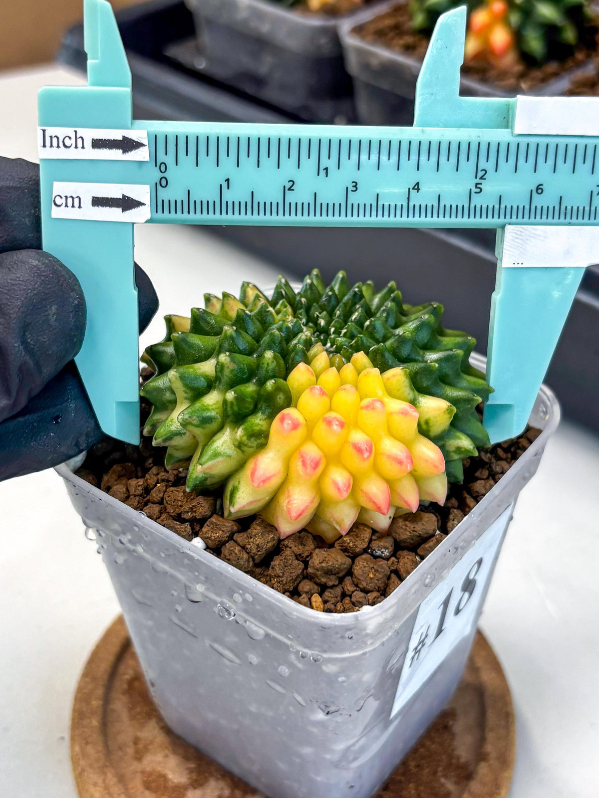 Gymnocalycium Inermis Cristata (gy9) (18) | Variegated Cactus