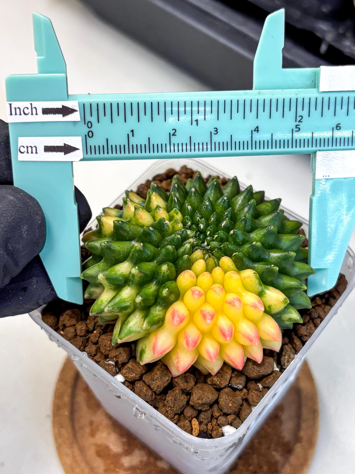Gymnocalycium Inermis Cristata (gy9) (18) | Variegated Cactus