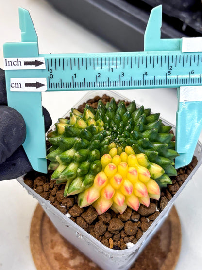 Gymnocalycium Inermis Cristata (gy9) (18) | Variegated Cactus