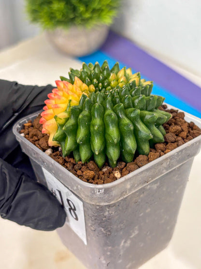 Gymnocalycium Inermis Cristata (gy9) (18) | Variegated Cactus