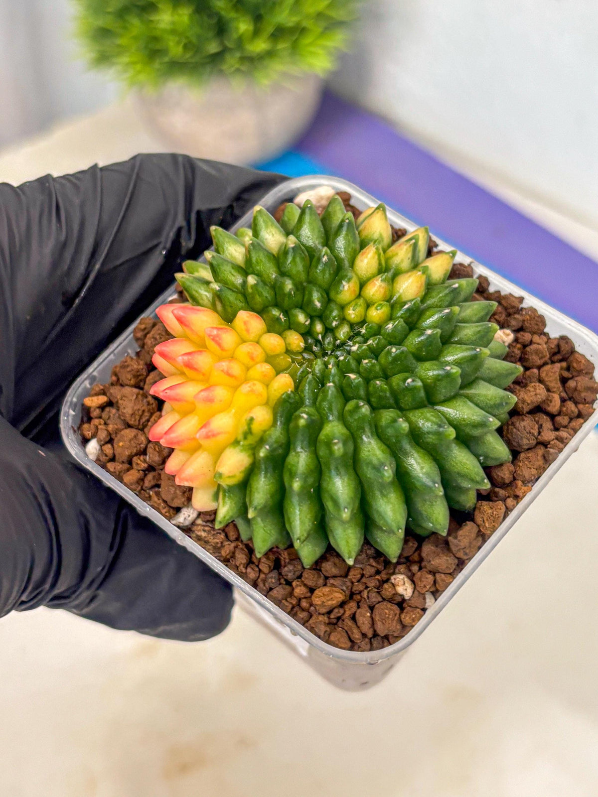 Gymnocalycium Inermis Cristata (gy9) (18) | Variegated Cactus