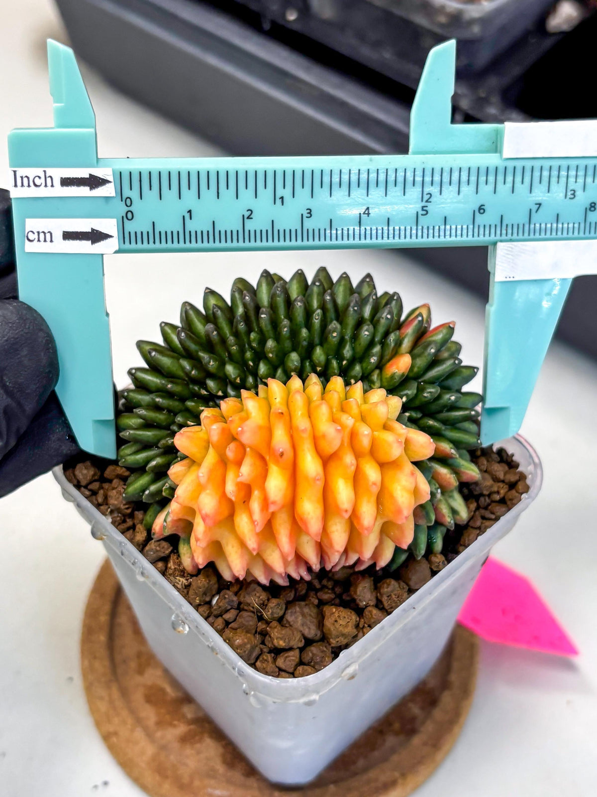 Gymnocalycium Inermis Cristata (gy9) (pp) | Variegated Cactus