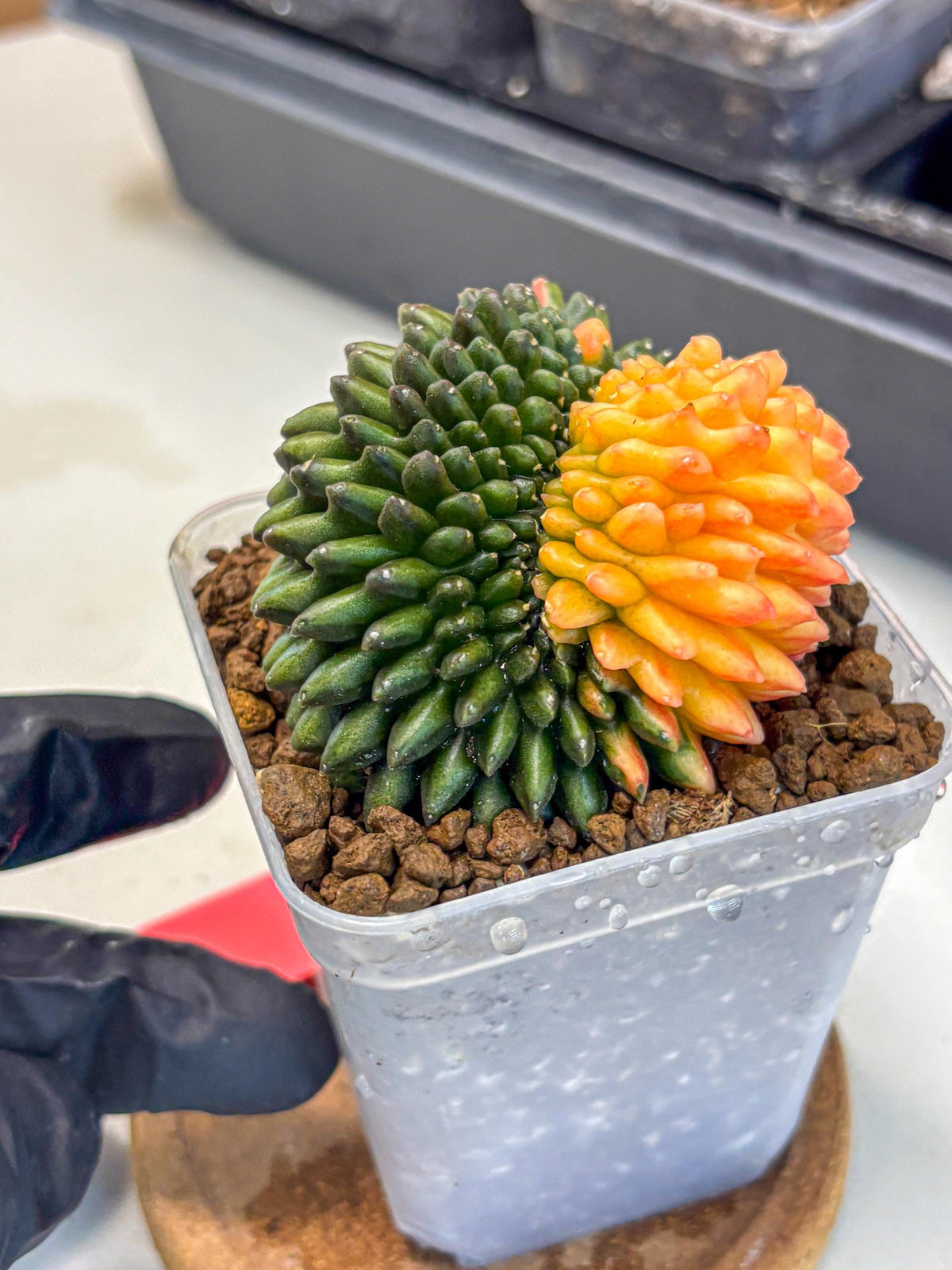 Gymnocalycium Inermis Cristata (gy9) (pp) | Variegated Cactus