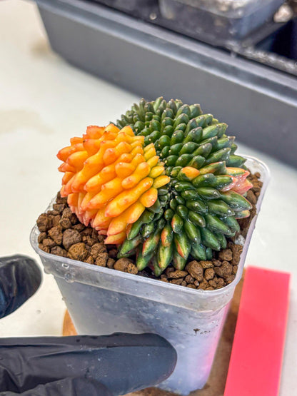 Gymnocalycium Inermis Cristata (gy9) (pp) | Variegated Cactus