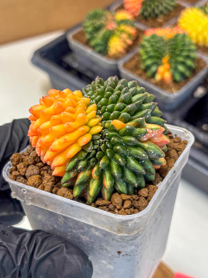 Gymnocalycium Inermis Cristata (gy9) (pp) | Variegated Cactus