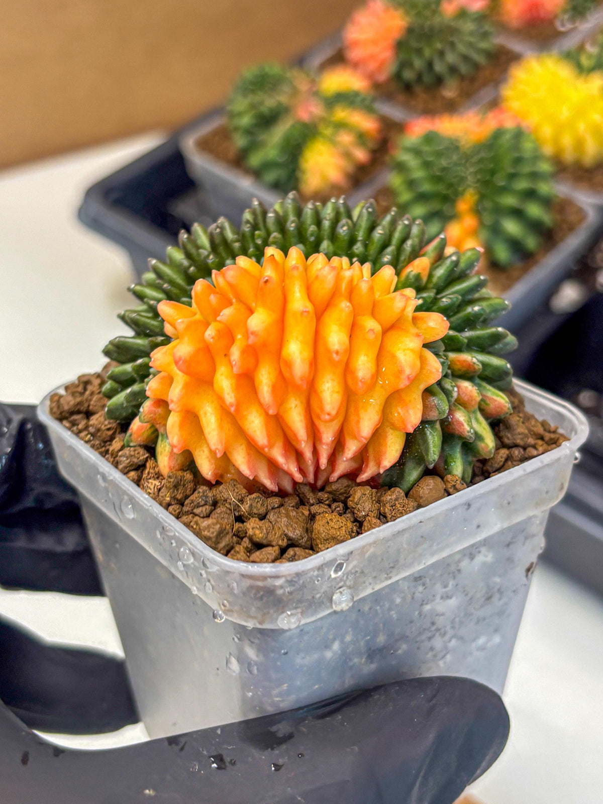 Gymnocalycium Inermis Cristata (gy9) (pp) | Variegated Cactus