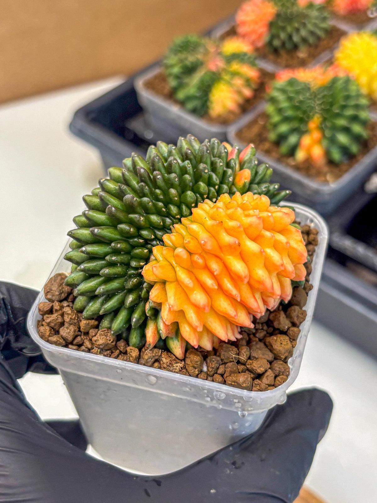 Gymnocalycium Inermis Cristata (gy9) (pp) | Variegated Cactus