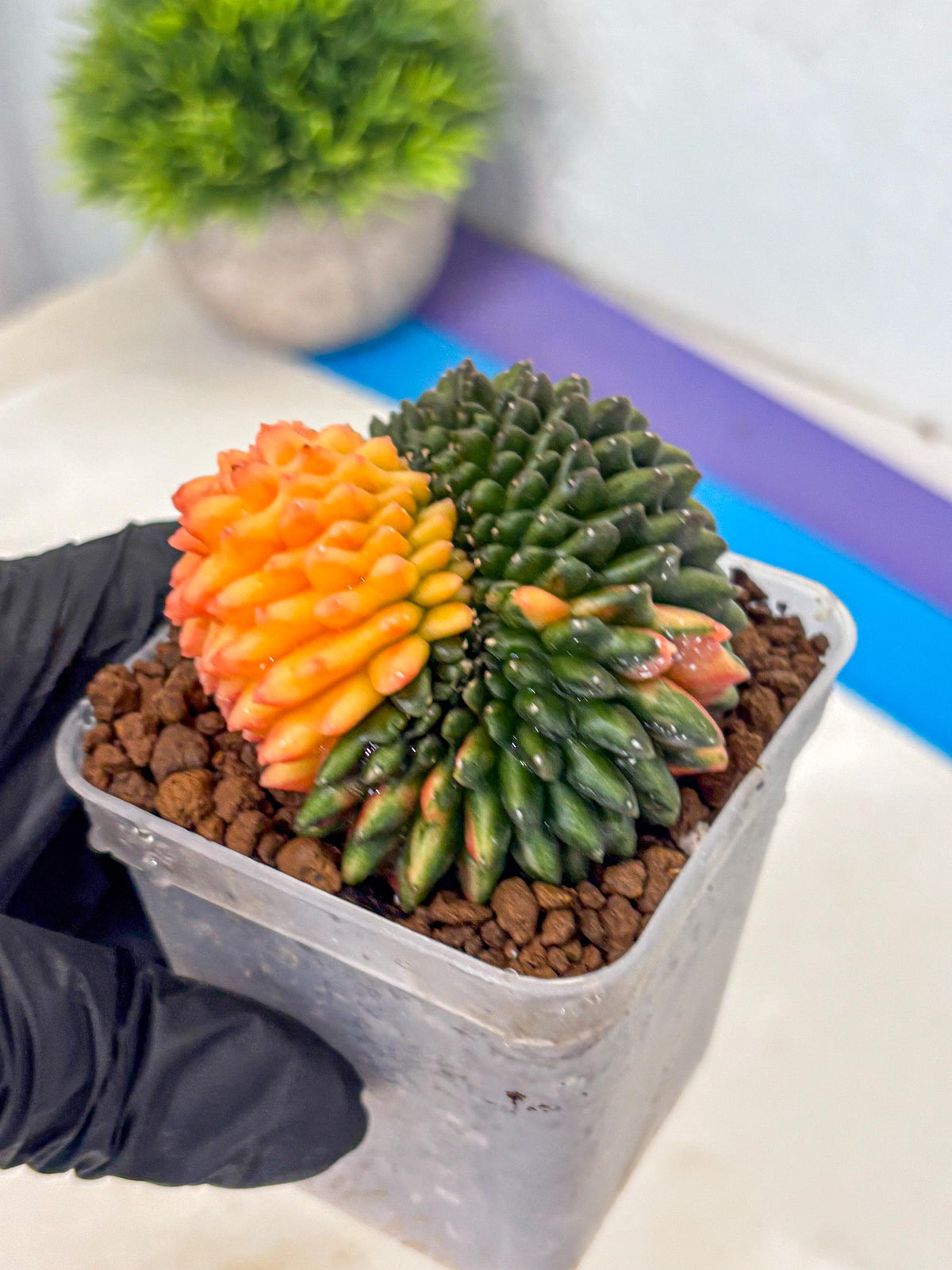 Gymnocalycium Inermis Cristata (gy9) (pp) | Variegated Cactus