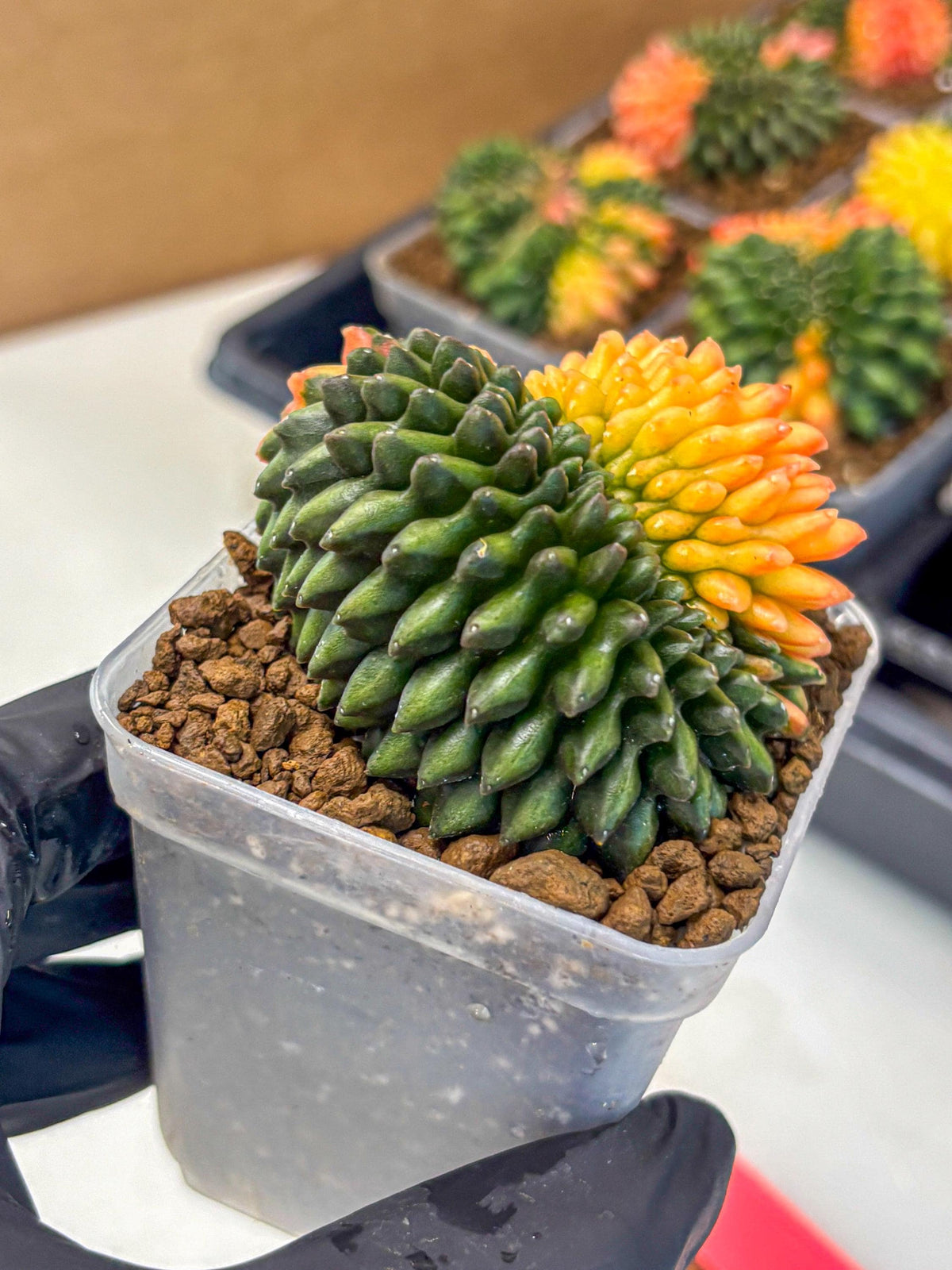 Gymnocalycium Inermis Cristata (gy9) (pp) | Variegated Cactus