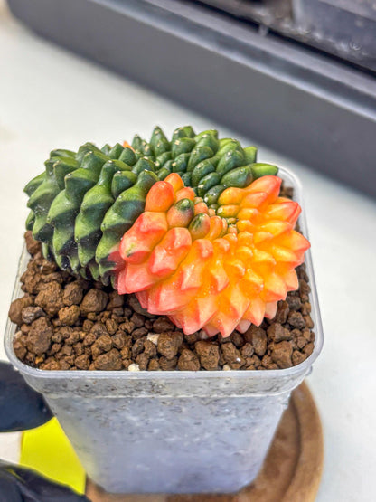 Gymnocalycium Inermis Cristata (gy9) (yy) | Variegated Cactus