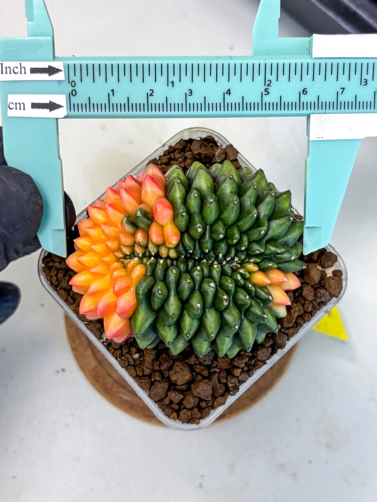Gymnocalycium Inermis Cristata (gy9) (yy) | Variegated Cactus