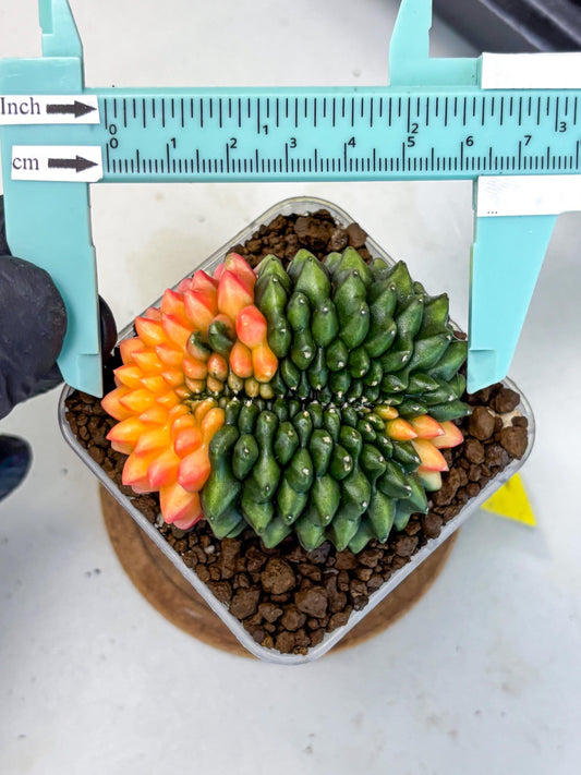 Gymnocalycium Inermis Cristata (gy9) (yy) | Variegated Cactus