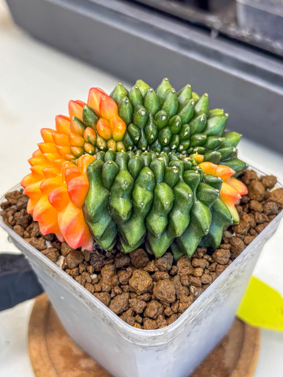 Gymnocalycium Inermis Cristata (gy9) (yy) | Variegated Cactus