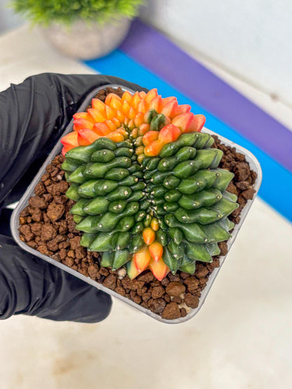Gymnocalycium Inermis Cristata (gy9) (yy) | Variegated Cactus