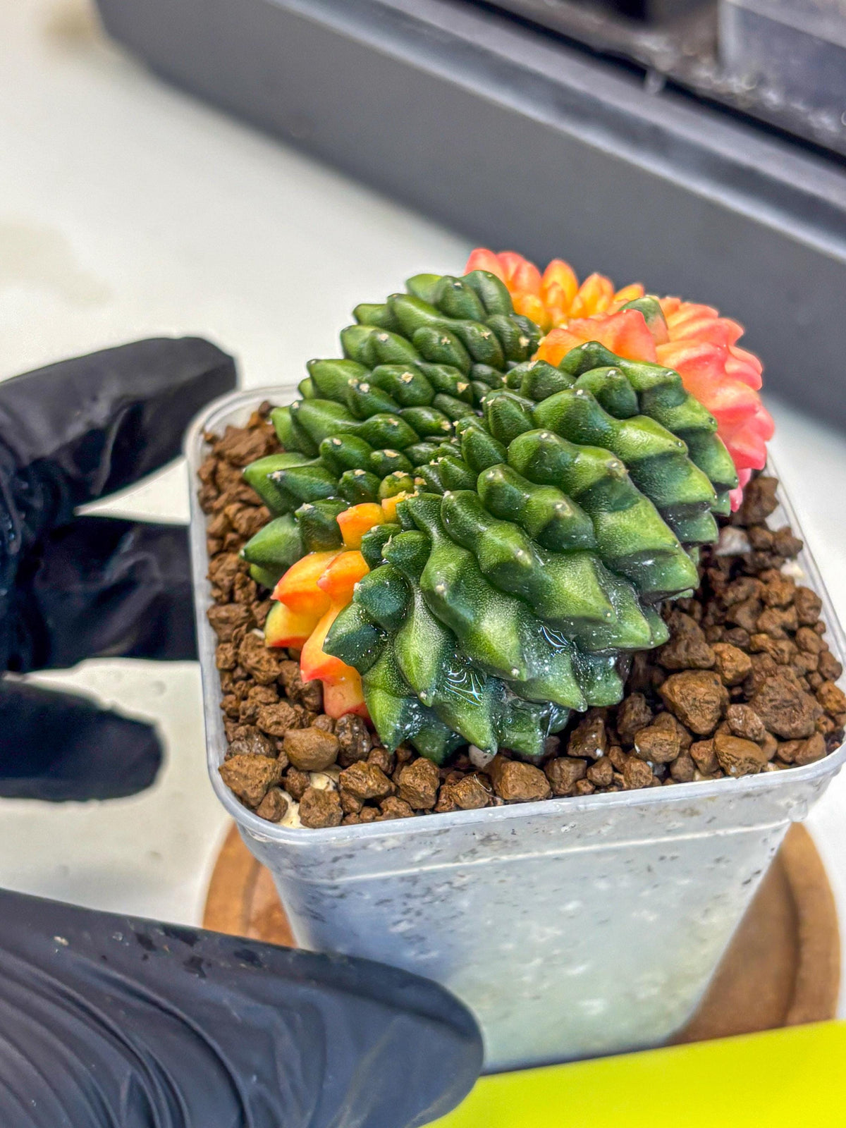 Gymnocalycium Inermis Cristata (gy9) (yy) | Variegated Cactus