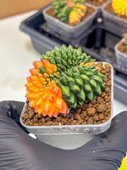 Gymnocalycium Inermis Cristata (gy9) (yy) | Variegated Cactus