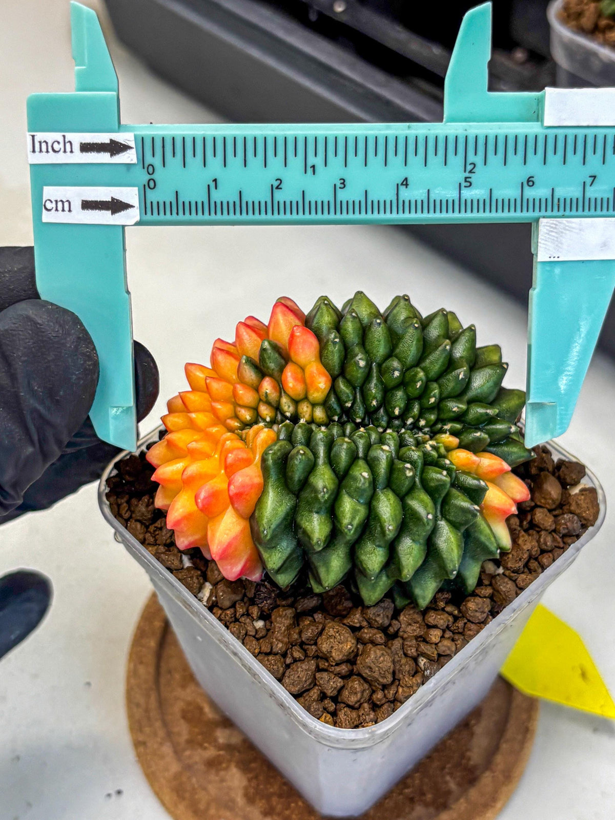 Gymnocalycium Inermis Cristata (gy9) (yy) | Variegated Cactus
