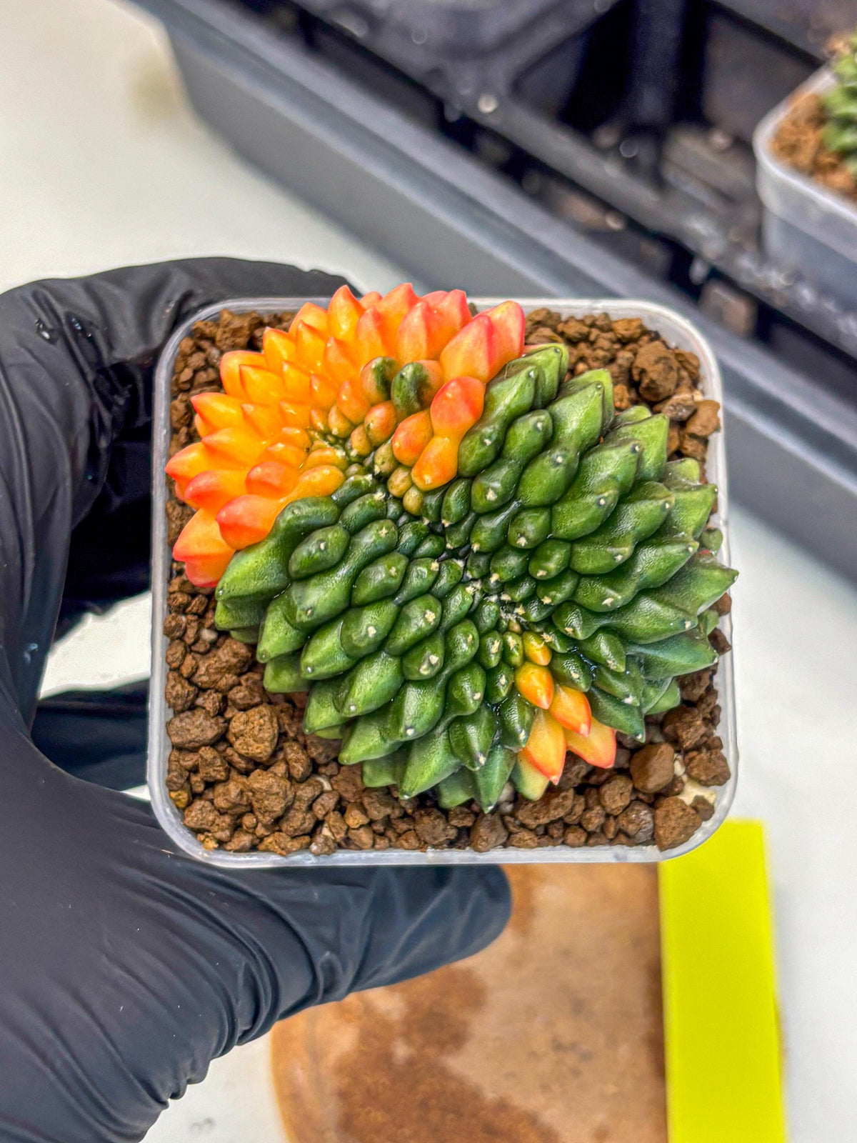 Gymnocalycium Inermis Cristata (gy9) (yy) | Variegated Cactus