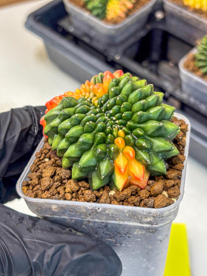 Gymnocalycium Inermis Cristata (gy9) (yy) | Variegated Cactus