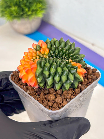 Gymnocalycium Inermis Cristata (gy9) (yy) | Variegated Cactus