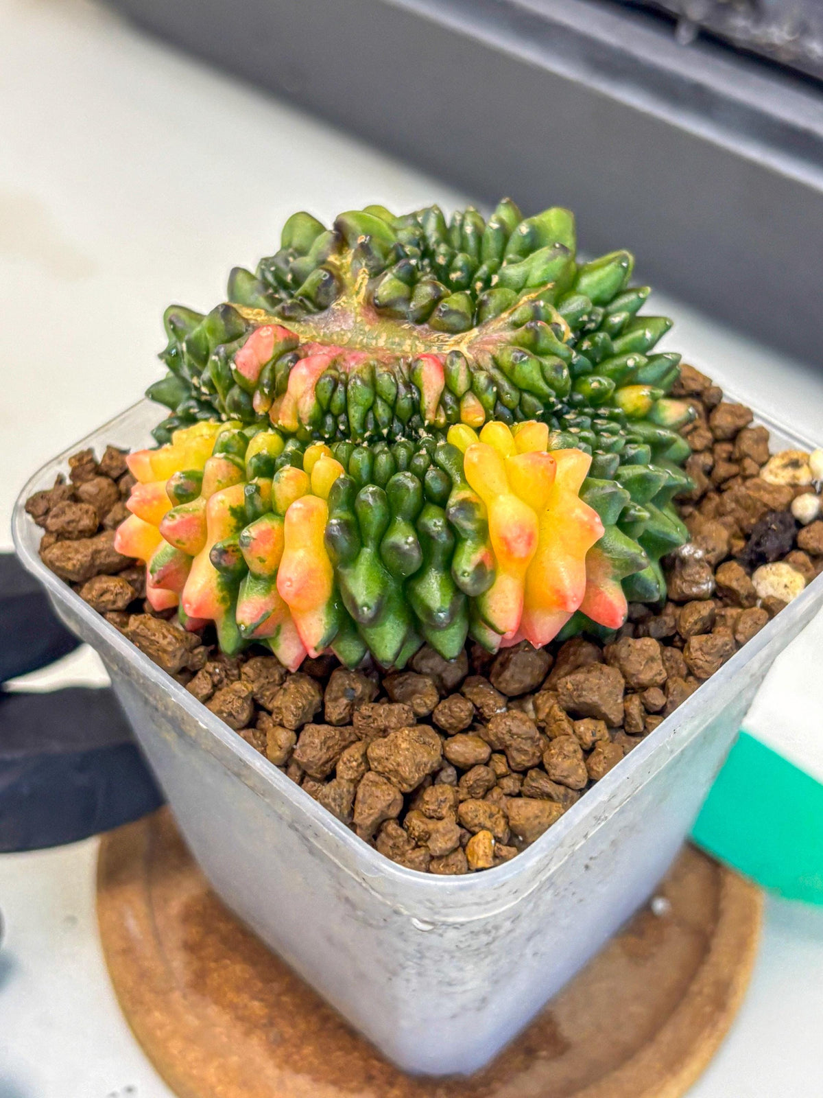 Gymnocalycium Inermis Cristata (gy9) (gg) | Variegated Cactus