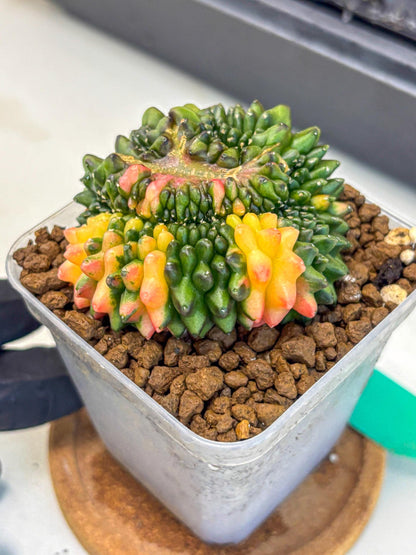 Gymnocalycium Inermis Cristata (gy9) (gg) | Variegated Cactus