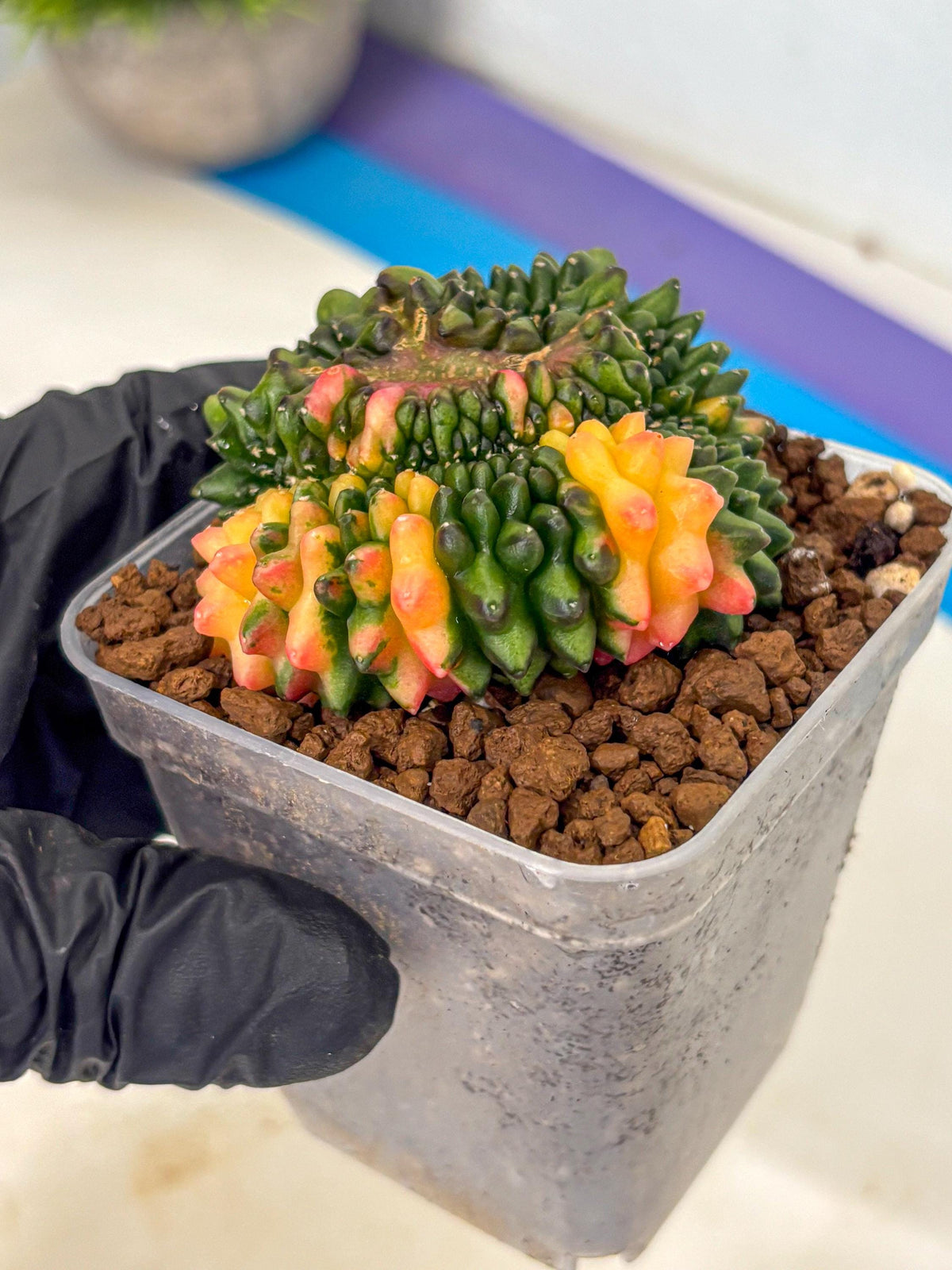 Gymnocalycium Inermis Cristata (gy9) (gg) | Variegated Cactus