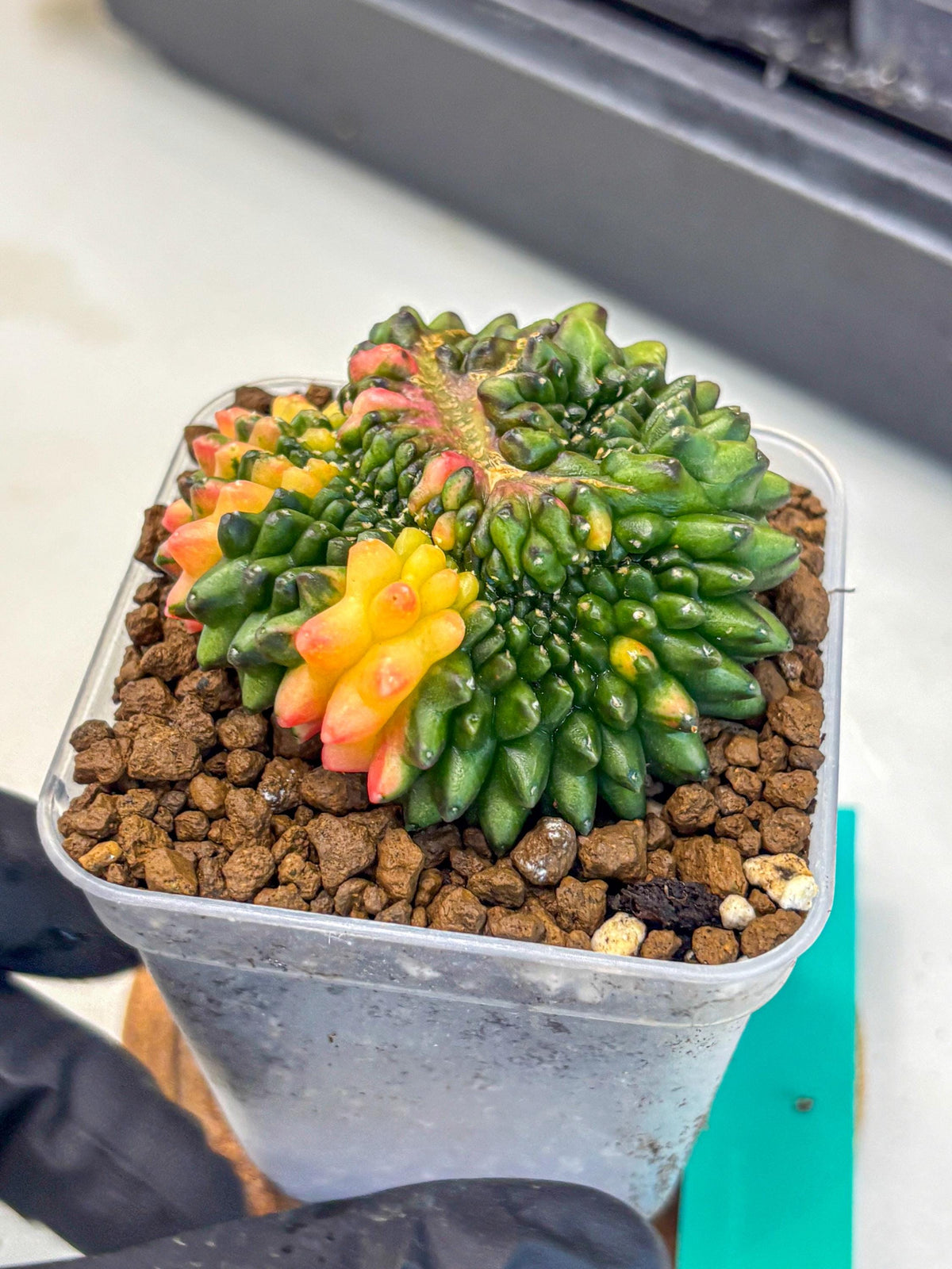 Gymnocalycium Inermis Cristata (gy9) (gg) | Variegated Cactus